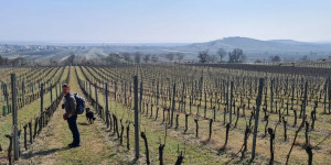 Beitragsbild des Blogbeitrags Der Weinwanderweg in Jois und die Störche von Rust 