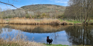 Beitragsbild des Blogbeitrags Von Zöbing zur Kamptalwarte: Frühlingswanderung mit Fluss 