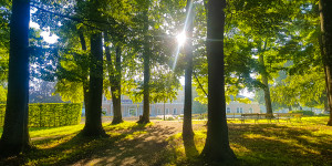 Beitragsbild des Blogbeitrags Im Kurpark blühen wieder die Bäume