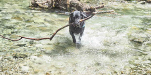 Beitragsbild des Blogbeitrags Hundeurlaub buchen mit Herz & Hirn: Vela on Tour 