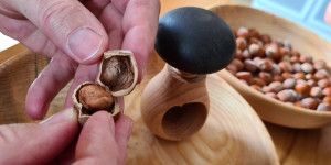 Beitragsbild des Blogbeitrags Die Haselnuss der Kernhofbauern: Brainfood aus dem Traunviertel