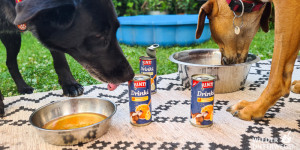 Beitragsbild des Blogbeitrags Rinti Drinki, ein Trinksnack für Hunde: Abwechslung im Wassernapf