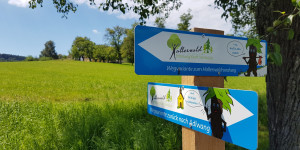Beitragsbild des Blogbeitrags Der Hallerwald: Waldbaden und Waldtherapie zum Runterkommen