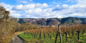 Beitragsbild des Blogbeitrags Weinwanderweg mit Take Away Heurigen unterwegs: Schönberg am Kamp 