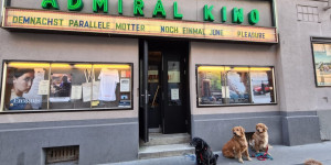 Beitragsbild des Blogbeitrags Ins Kino mit Hund? Ja, im Wiener Admiral Kino. 