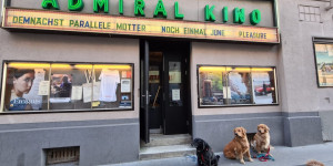 Beitragsbild des Blogbeitrags Ins Kino mit Hund? Ja, im Wiener Admiral Kino.