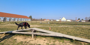 Beitragsbild des Blogbeitrags Im Paradies der Hunde: Das Pro Village bei Sopron