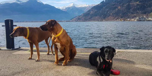 Beitragsbild des Blogbeitrags Die Packliste für Urlaub und Camping mit Hund