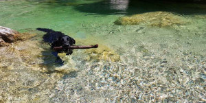 Beitragsbild des Blogbeitrags Badespaß mit dem Vierbeiner in Österreich: Baden mit Hund 