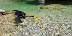 Beitragsbild des Blogbeitrags Badespaß mit dem Vierbeiner in Österreich: Baden mit Hund