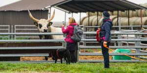 Beitragsbild des Blogbeitrags Im Rudel unterwegs: Herbst mit Hund im Seewinkel