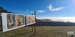 Beitragsbild des Blogbeitrags Kleine Rundwanderung zum Weinviertler Buschberg 