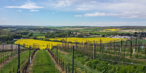 Beitragsbild des Blogbeitrags In die Grean Gehen im Weinviertel 