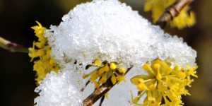 Beitragsbild des Blogbeitrags Wenn die Dirndlblüte startet im Pielachtal