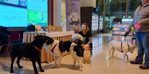 Beitragsbild des Blogbeitrags Knallfreier Silvester mit Hund im Flughafenhotel in Wien 