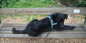 Beitragsbild des Blogbeitrags Auf Kur mit Hund: In diesen Kurhotels sind Vierbeiner gestattet!