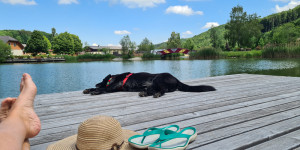 Beitragsbild des Blogbeitrags Die hundefreundlichsten Campingplätze in Österreich
