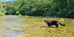 Beitragsbild des Blogbeitrags Ab sofort verfügbar – Das Buch Hundebadeplätze im Osten Österreichs
