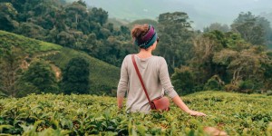 Beitragsbild des Blogbeitrags Warum wir von den Cameron Highlands in Malaysia enttäuscht waren 