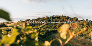 Beitragsbild des Blogbeitrags Weinviertel: Sehenswürdigkeiten & Tipps für deinen Urlaub
