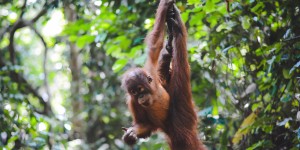 Beitragsbild des Blogbeitrags Zu Gast bei den Orang Utans in Bukit Lawang {Video}