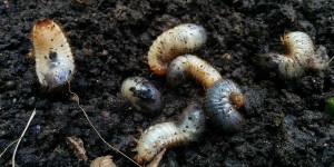 Beitragsbild des Blogbeitrags Larven in der Pflanzerde: Rosenkäfer, Maikäfer oder Junikäfer?