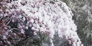 Beitragsbild des Blogbeitrags Gelten die Eisheiligen auch heute noch?