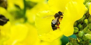 Beitragsbild des Blogbeitrags Der Bienenkalender der Bienenweiden 