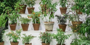 Beitragsbild des Blogbeitrags Chili-Sorten: Scharfe Vielfalt