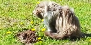 Beitragsbild des Blogbeitrags Video: Maulwurfvertreibung einmal anders… 