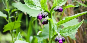 Beitragsbild des Blogbeitrags Beinwell im Garten