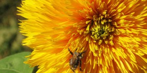 Beitragsbild des Blogbeitrags Gefüllte Blüten – wertlose Pracht