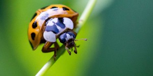Beitragsbild des Blogbeitrags Marienkäfer: Geliebte Helfer