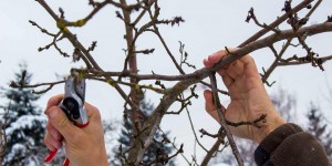 Beitragsbild des Blogbeitrags Sanfter Obstbaumschnitt