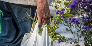 Beitragsbild des Blogbeitrags Tipps für den Pflanzenkauf: Was sollte man beachten? 