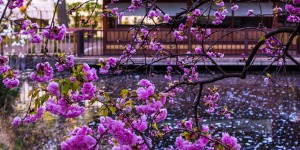 Beitragsbild des Blogbeitrags Setagayapark: Kirschblüte im japanischen Garten in Wien 