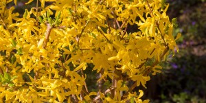 Beitragsbild des Blogbeitrags Forsythie: wertlose gelbe Blütenpracht 