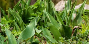 Beitragsbild des Blogbeitrags Tulpen und Narzissen: Nur Blätter aber keine Blüten. Woran liegt das? 