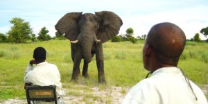 Beitragsbild des Blogbeitrags Afrika: Safari à la carte