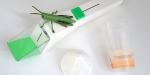 Beitragsbild des Blogbeitrags Vegane Insektenfallen