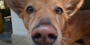 Beitragsbild des Blogbeitrags Dog Care Clinic in Unawatuna Sri Lanka
