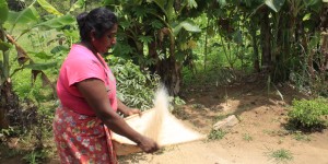 Beitragsbild des Blogbeitrags Reisetipps Sri Lanka – Hiriwadunna