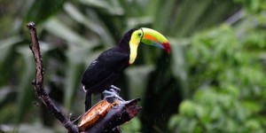 Beitragsbild des Blogbeitrags Sehenswürdigkeiten Costa Rica – Nationalpark Corcovado 