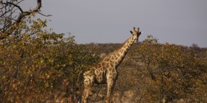 Beitragsbild des Blogbeitrags Wissenswertes über die Giraffe