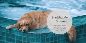 Beitragsbild des Blogbeitrags Stadthunde im Sommer – Tipps für ein kühles Köpfchen 