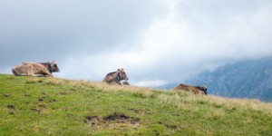 Beitragsbild des Blogbeitrags Damals wie heute – SalzburgMilch* setzt auf Qualität und Tiergesundheit