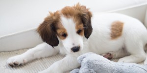 Beitragsbild des Blogbeitrags Gift Guide für Hundebesitzer