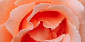 Beitragsbild des Blogbeitrags Living Coral – die Trendfarbe 2019 für Fashion und Beauty 