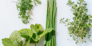 Beitragsbild des Blogbeitrags Küchenkräuter – Geschmack, Verwendung und Pflegetipps