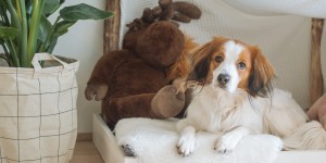 Beitragsbild des Blogbeitrags 5 Tipps für einen sauberen Haushalt mit Hund* 